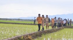 Sulsel Pemasok Beras Terbesar di Indonesia