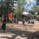 Dianggap Membahayakan Keselamatan Pengguna Jalan, BPBD Eksekusi Pohon Rawan Tumbang di Kota Benteng